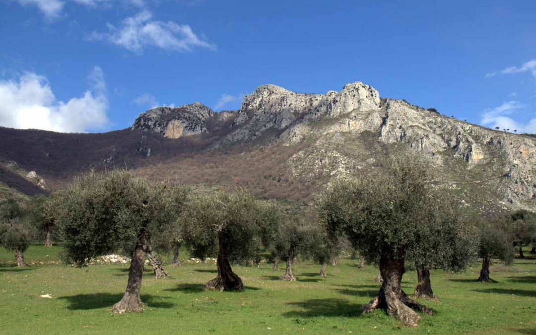 Olio e ulivi di Venafro